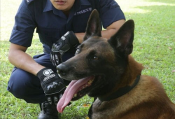 有关犬的电视剧,揭秘警犬传奇